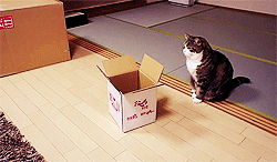 movinglabor cat fail box flip GIF