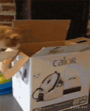 movinglabor cat play box GIF