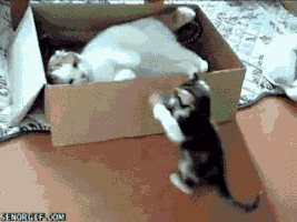 movinglabor cat box mine jelly GIF