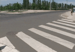 funny-and-happy funny dog walking like a human GIF