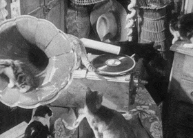 the criterion collection cats GIF by Fandor