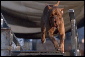 Turner And Hooch GIF by swerk