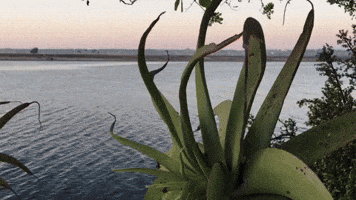 prettyfitfoodie sunset seaworld prettyfitfoodie sondra barker GIF