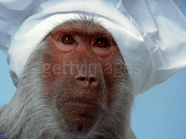 monkey cook GIF