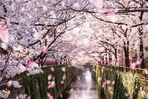 asiastage pink flowers sakura cherry blossom GIF