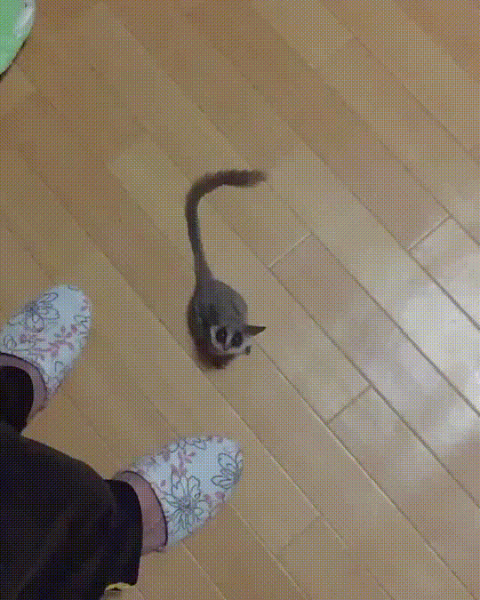 generator cute animal jump motion GIF