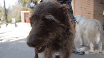 nicki minaj dog GIF by DNCE