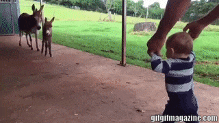 ChadeIdeias  GIF