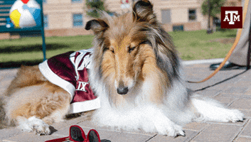 texas am deal with it GIF by Texas A&M University
