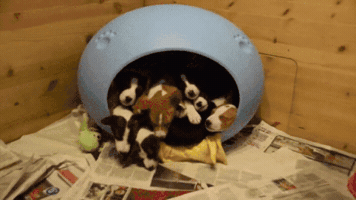ChadeIdeias  GIF