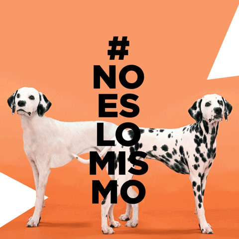 FlipandFlip flip noeslomismo GIF