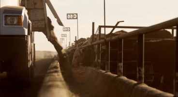 4C_Summit cattletales GIF