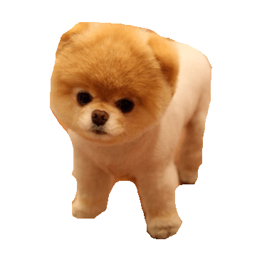 boo the dog instagram