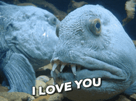 wolf eel angry wolf eel angry