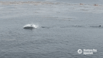 bottlenose dolphin GIF by Monterey Bay Aquarium