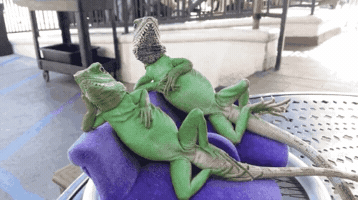 drshawy  GIF