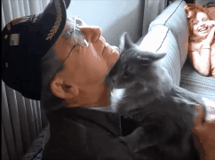 catmanian cats who are warmingly welcomming their humans GIF