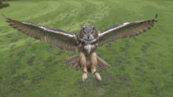 fabiodiasmagalhaes  GIF