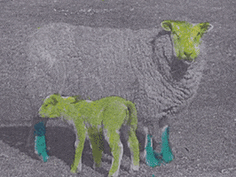 Animation Sheep GIF by Beeld en Geluid