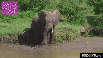 elephant africa GIF by explore.org