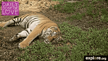 big cat love GIF by explore.org