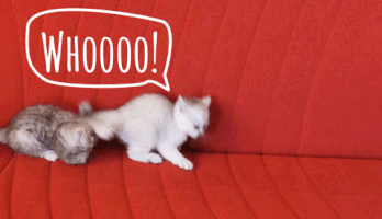 bycc  GIF