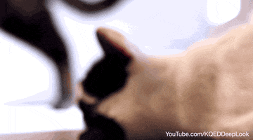 cat tongue GIF by PBS Digital Studios