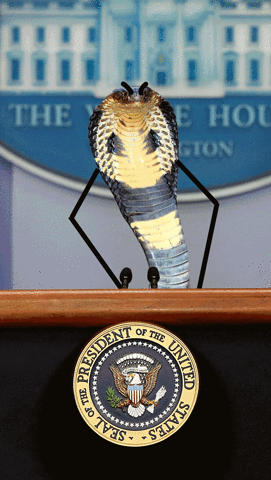 guybird drunk vodka snek spicer GIF