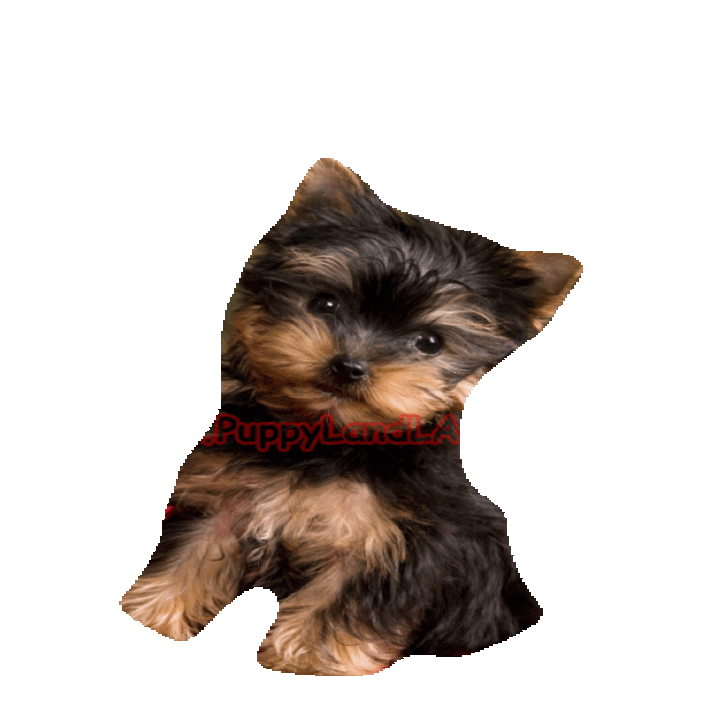 Yorkie Sticker by imoji for iOS & Android GIPHY