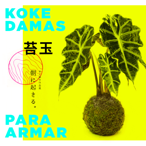 Taller Kokedamas GIF