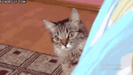 evilcat1337 cat nope surprised not me GIF