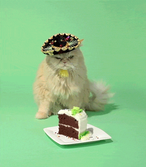 Video gif. A fluffy white cat in a tiny sombrero flicks his tail with an annoyed expression on his face while sitting next to a slice of birthday cake.