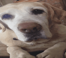 Dog Smile GIF by America's Funniest Home Videos