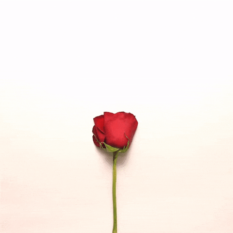 Free: Rosas Gifs - Rose Flower Animation Gif Png