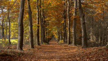 fall forest GIF by Living Stills