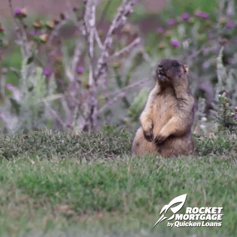 Woodchucks GIFs - Find & Share on GIPHY