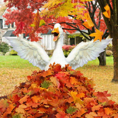 Celebrate Its Fall GIF by Aflac Duck - Find & Share on GIPHY