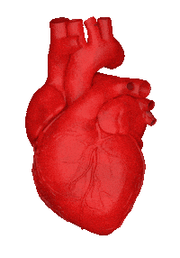 pix Beating Heart Animated Gif Transparent giphy