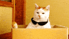 Cat Reaction GIF