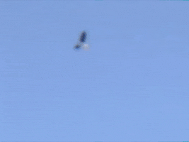 Flying Life On Earth GIF by Hurray For The Riff Raff