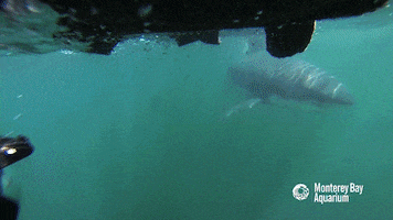 marine biology shark GIF by Monterey Bay Aquarium