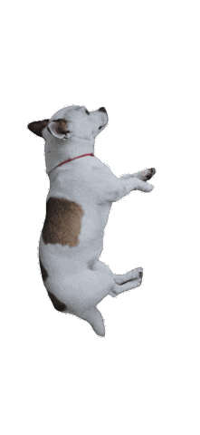 강아지 Sticker