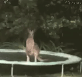 kangaroo trampoline fail GIF