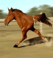 running horse GIF