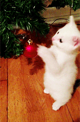 animal christmas playing GIF