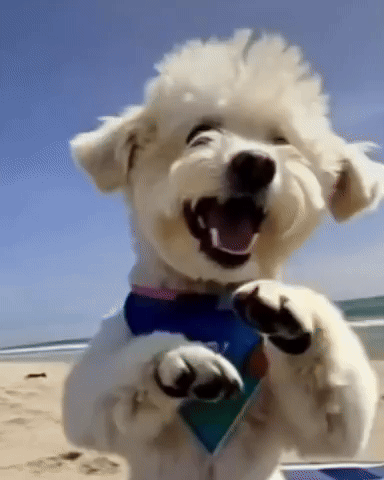Dog GIF