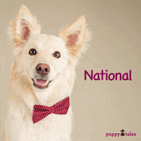 15 Adorable Puppy GIFs To Appreciate On National Puppy Day
