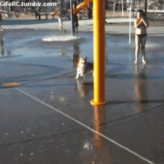 Water Park Dog GIF