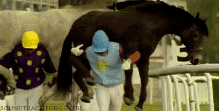 Horse Racing GIF - Find & Share on GIPHY