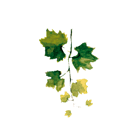 Animated Sticker